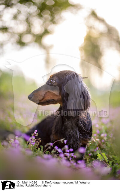 sitzender Kaninchendackel / sitting Rabbit-Dachshund / MW-14026