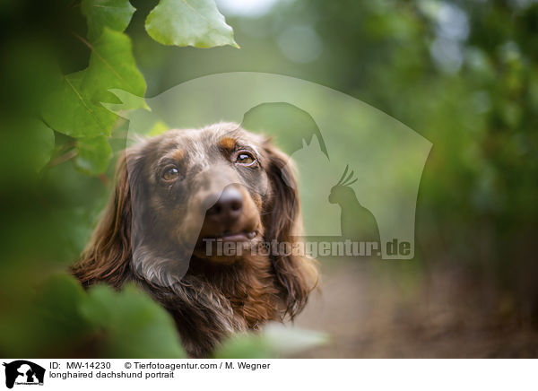 Langhaardackel Portrait / longhaired dachshund portrait / MW-14230