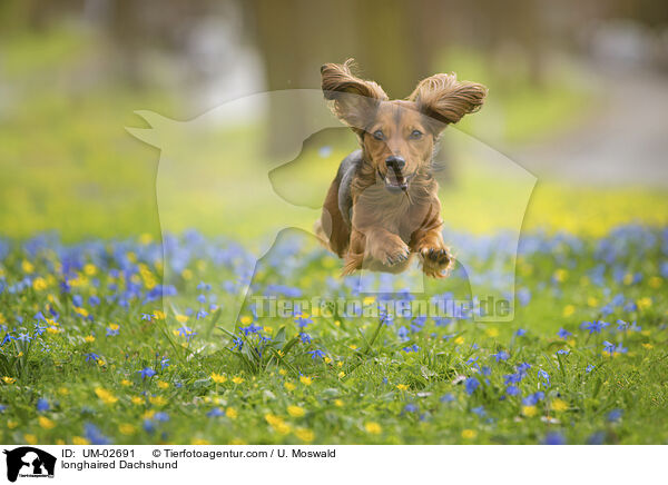 Langhaardackel / longhaired Dachshund / UM-02691