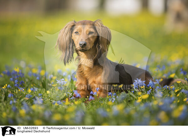 Langhaardackel / longhaired Dachshund / UM-02693