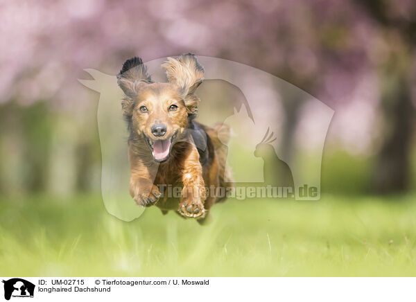 longhaired Dachshund / UM-02715