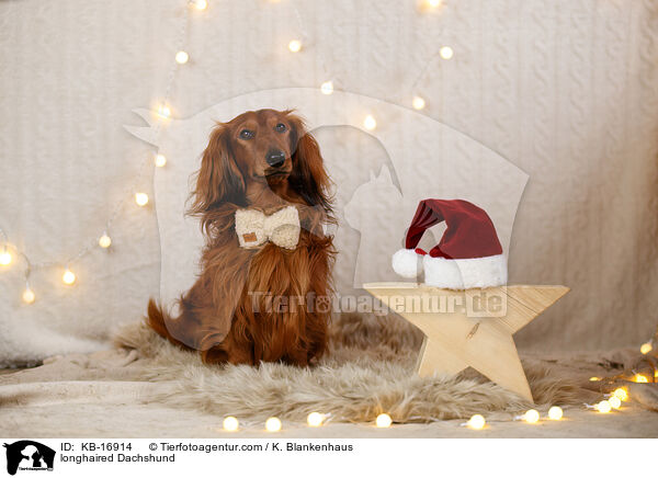 longhaired Dachshund / KB-16914