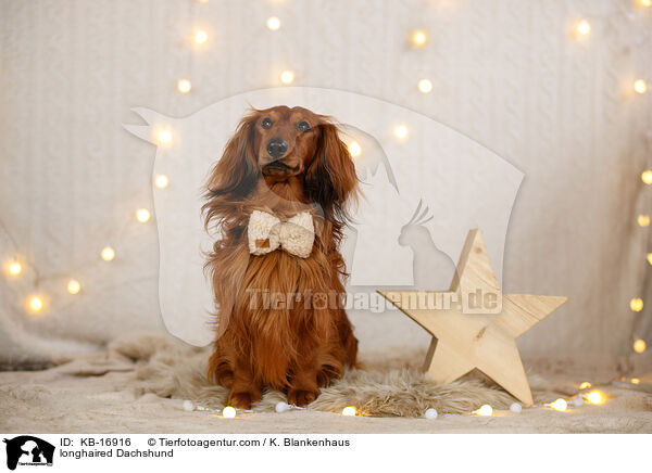 longhaired Dachshund / KB-16916