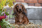 lying long-haired Dachshund