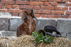 sitting Dachshund