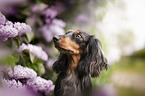 Rabbit-Dachshund Portrait