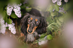 sitting Rabbit-Dachshund