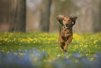 longhaired Dachshund