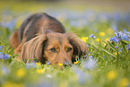 longhaired Dachshund