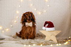 longhaired Dachshund