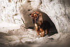 longhaired Dachshund