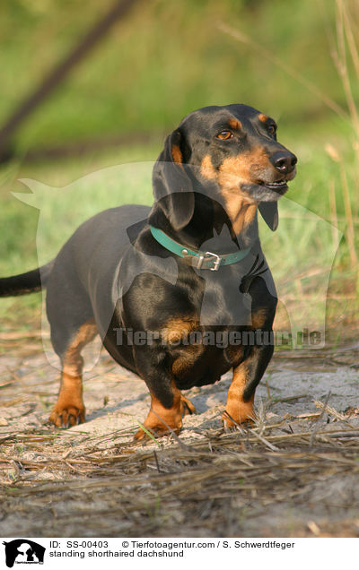 standing shorthaired dachshund / SS-00403