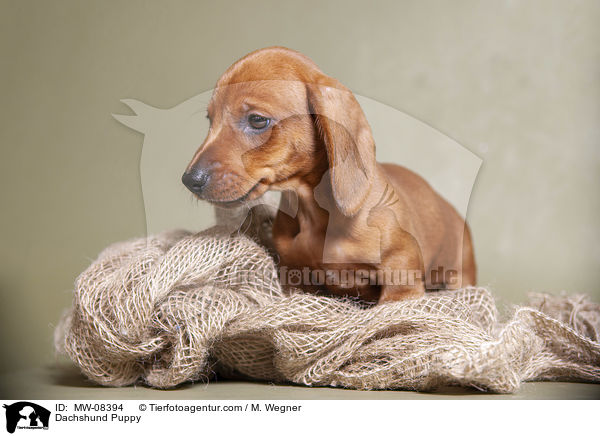 Dackel Welpe / Dachshund Puppy / MW-08394