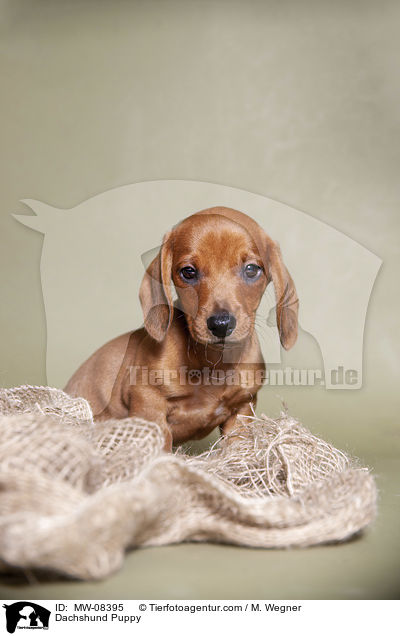 Dackel Welpe / Dachshund Puppy / MW-08395