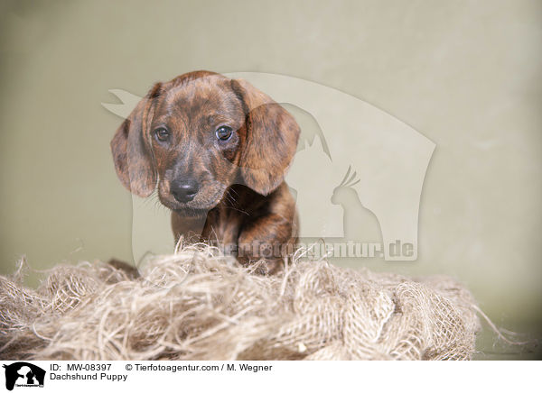 Dackel Welpe / Dachshund Puppy / MW-08397