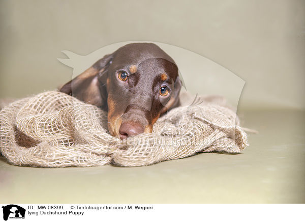 liegender Dackelwelpe / lying Dachshund Puppy / MW-08399