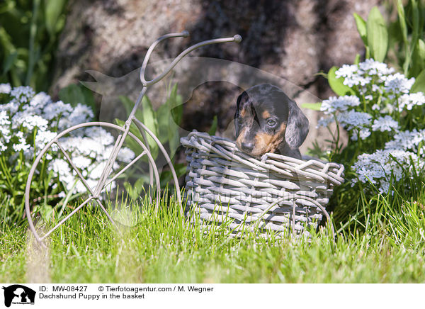 Dackelwelpe im Krbchen / Dachshund Puppy in the basket / MW-08427