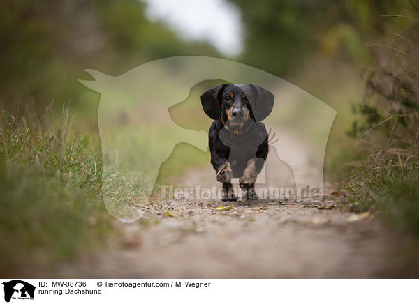 rennender Dackel / running Dachshund / MW-08736