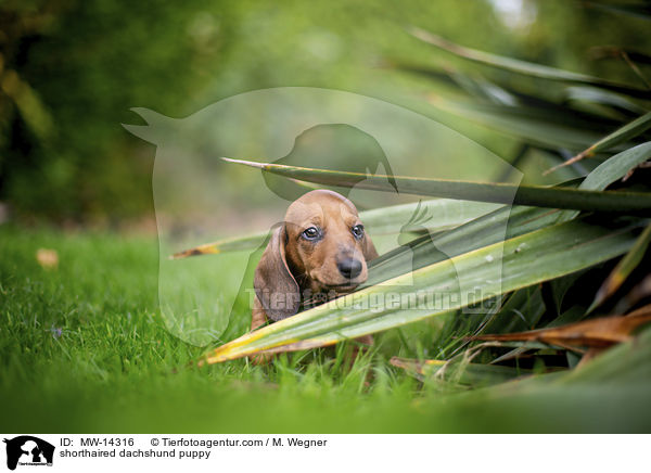 Kurzhaar Dackel Welpe / shorthaired dachshund puppy / MW-14316