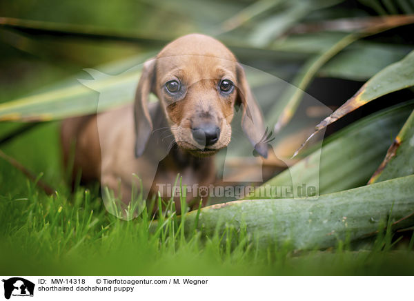 Kurzhaar Dackel Welpe / shorthaired dachshund puppy / MW-14318