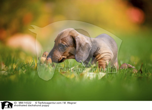 Kurzhaar Dackel Welpe / shorthaired dachshund puppy / MW-14322