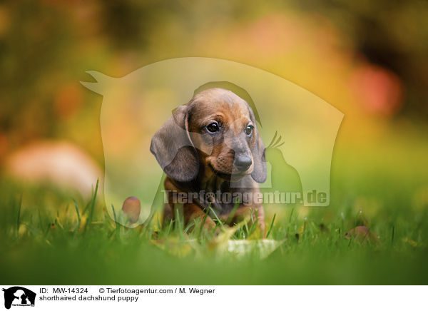 Kurzhaar Dackel Welpe / shorthaired dachshund puppy / MW-14324