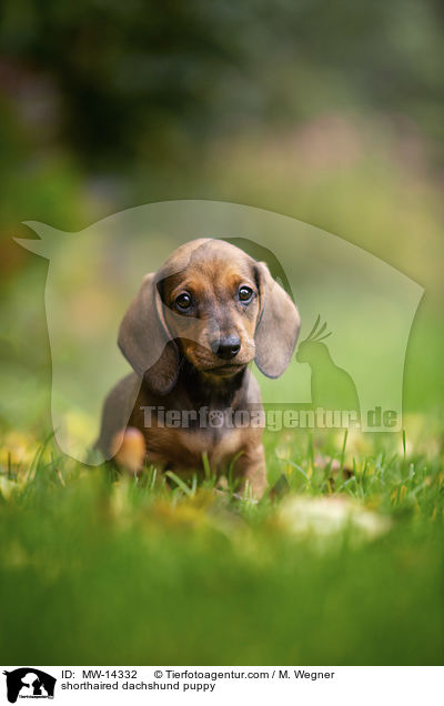 Kurzhaar Dackel Welpe / shorthaired dachshund puppy / MW-14332