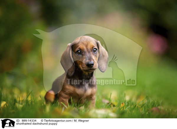 Kurzhaar Dackel Welpe / shorthaired dachshund puppy / MW-14334