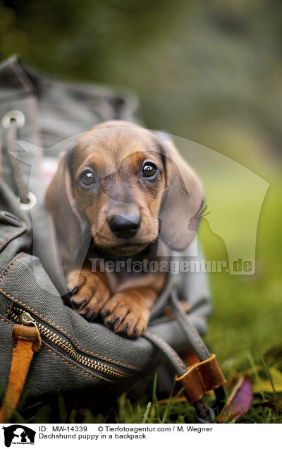 Dachshund puppy in a backpack / MW-14339