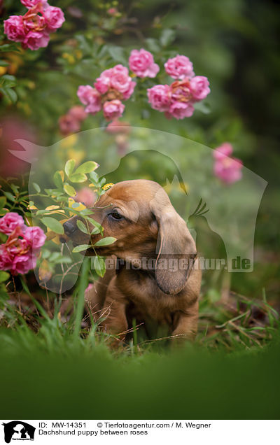 Dackelwelpe zwischen Rosenblten / Dachshund puppy between roses / MW-14351