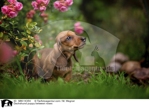 Dackelwelpe zwischen Rosenblten / Dachshund puppy between roses / MW-14354