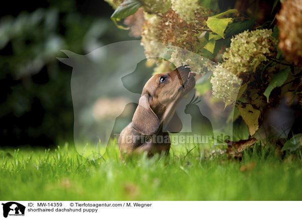 Kurzhaar Dackel Welpe / shorthaired dachshund puppy / MW-14359