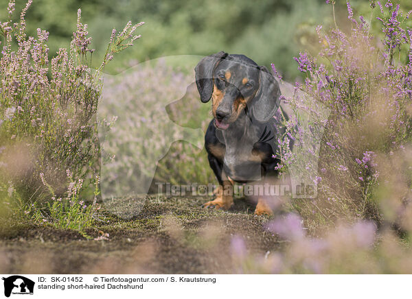 stehender Kurzhaardackel / standing short-haired Dachshund / SK-01452