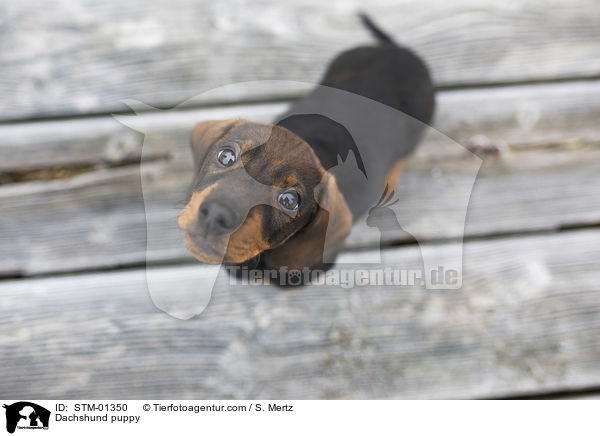 Dackelwelpe / Dachshund puppy / STM-01350