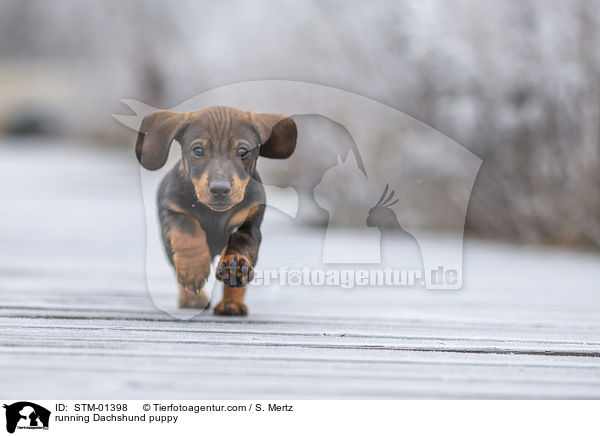 rennender Dackelwelpe / running Dachshund puppy / STM-01398