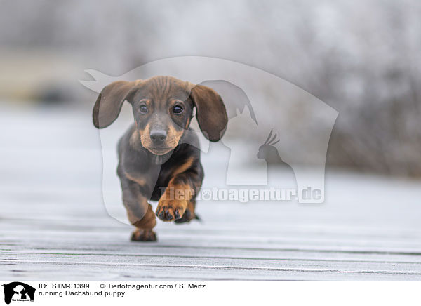 rennender Dackelwelpe / running Dachshund puppy / STM-01399