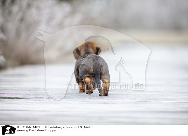 rennender Dackelwelpe / running Dachshund puppy / STM-01401