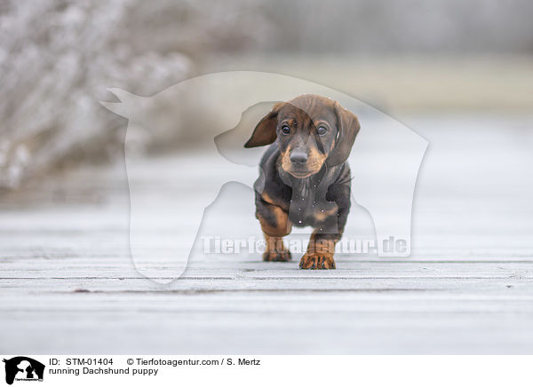 rennender Dackelwelpe / running Dachshund puppy / STM-01404