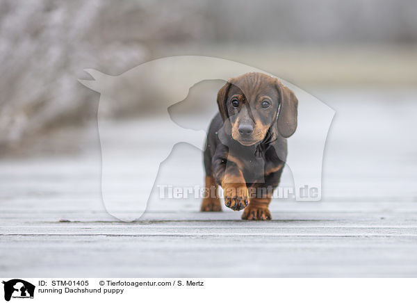 rennender Dackelwelpe / running Dachshund puppy / STM-01405