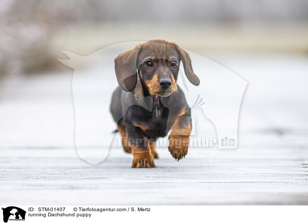 rennender Dackelwelpe / running Dachshund puppy / STM-01407