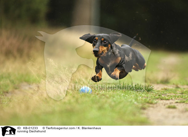 rennender Kurzhaardackel / running Dachshund / KB-01233