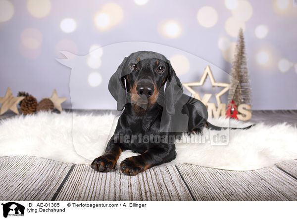 liegender Kurzhaardackel / lying Dachshund / AE-01385