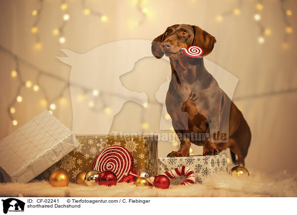 shorthaired Dachshund / CF-02241