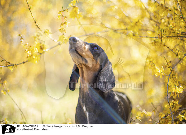 Kurzhaardackel / shorthaired Dachshund / MW-29817