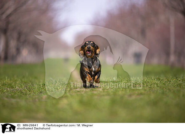 Kurzhaardackel / shorthaired Dachshund / MW-29841