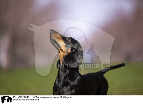 shorthaired Dachshund / MW-29843