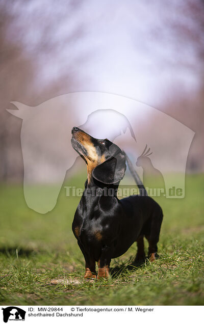 shorthaired Dachshund / MW-29844