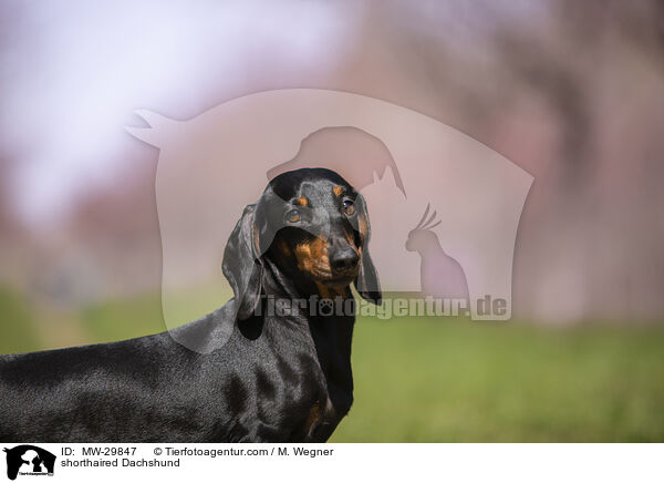 Kurzhaardackel / shorthaired Dachshund / MW-29847