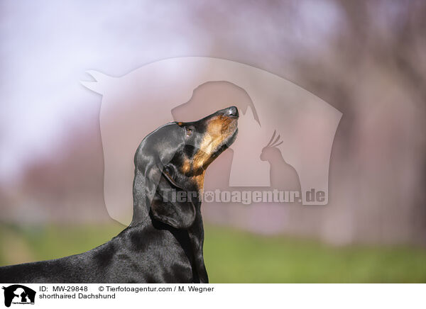 Kurzhaardackel / shorthaired Dachshund / MW-29848