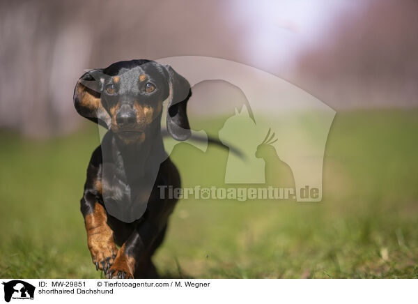 Kurzhaardackel / shorthaired Dachshund / MW-29851